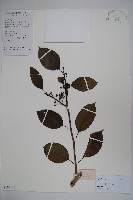 鐵冬青藏品圖，第1張