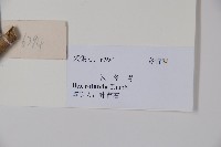 鐵冬青藏品圖，第2張