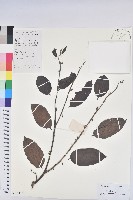 赤血仔、厚葉算盤子藏品圖，第1張