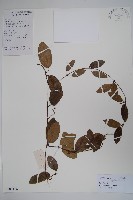 海島藤藏品圖，第1張