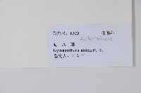 海島藤藏品圖，第2張