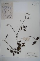 海南冬青藏品圖，第1張