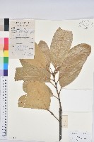 毛果青岡藏品圖，第1張