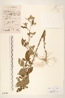 一枝香藏品圖，第1張