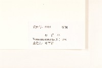 一枝香藏品圖，第3張