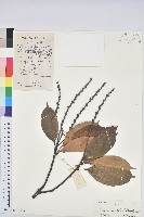 橿葉柯藏品圖，第1張