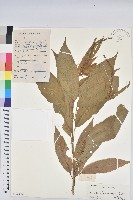 毛果巴豆藏品圖，第1張