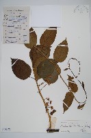 闊葉獼猴桃藏品圖，第1張