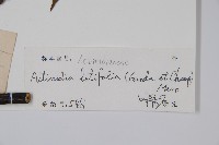 闊葉獼猴桃藏品圖，第2張