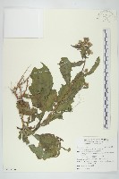 裂葉艾納香藏品圖，第1張