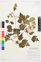 串鼻龍藏品圖，第1張