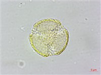 串鼻龍藏品圖，第2張