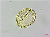 串鼻龍藏品圖，第3張