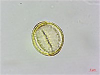 串鼻龍藏品圖，第4張