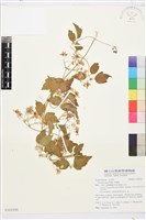 串鼻龍藏品圖，第1張