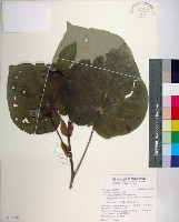 黃槿藏品圖，第1張