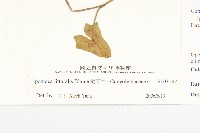 海牽牛藏品圖，第3張