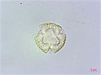 濱槐藏品圖，第1張