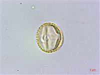 濱槐藏品圖，第2張