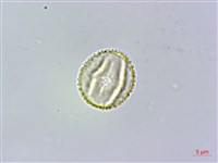 濱槐藏品圖，第3張