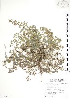 三葉木藍藏品圖，第1張