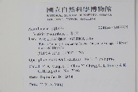 爵床藏品圖，第2張