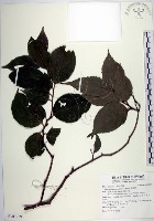 羅庚果藏品圖，第1張