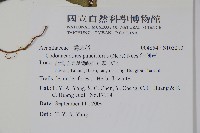 針刺草藏品圖，第2張