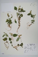 卵葉鱗球花藏品圖，第1張