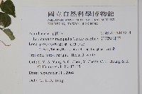 卵葉鱗球花藏品圖，第2張