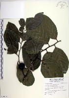 黃心柿藏品圖，第1張