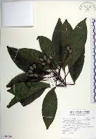 繁花薯豆藏品圖，第1張