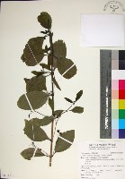 苦林盤藏品圖，第1張