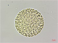 南嶺蕘花藏品圖，第3張