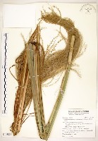 五節芒藏品圖，第1張