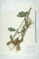 生毛將軍藏品圖，第1張