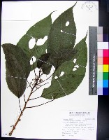 三脈紫麻藏品圖，第1張