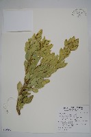 琉球黃楊藏品圖，第1張