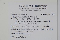 蘭嶼秋海棠藏品圖，第2張