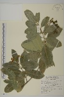 交趾衛矛藏品圖，第4張