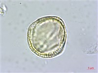 交趾衛矛藏品圖，第2張