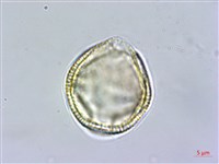 交趾衛矛藏品圖，第3張