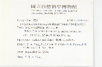 細葉假黃鵪菜藏品圖，第2張