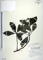 樹杞藏品圖，第1張