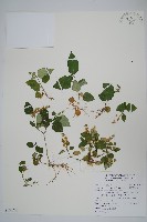 卵葉鱗球花藏品圖，第1張