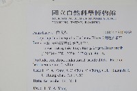 卵葉鱗球花藏品圖，第2張