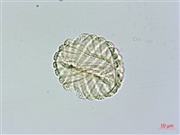 匍匐半插花藏品圖，第3張