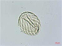 匍匐半插花藏品圖，第4張