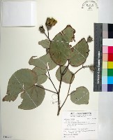 黃槿藏品圖，第1張