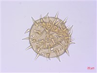 黃槿藏品圖，第2張